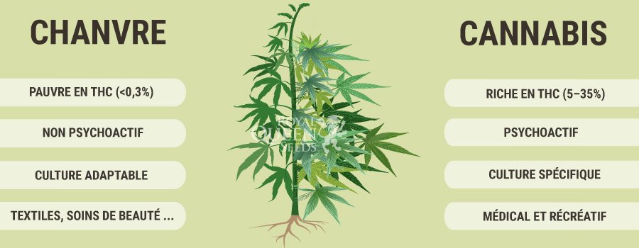 chanvre-versus-cannabis